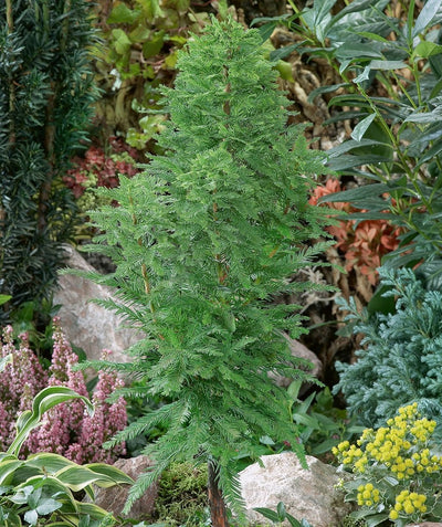 Peve Minaret Bald Cypress growing in landscape with deep green foliage
