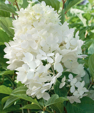 A closeup of the bright white cone-shaped flower of the Phantom Hydrangea surrounded by its green leaves