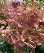 Close up of Phantom Hydrangea flowers, pyramidal shaped cluster of small pink and white flowers emerging from green conical shaped leaves
