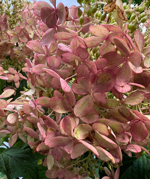 Close up of Phantom Hydrangea flowers, pyramidal shaped cluster of small pink and white flowers emerging from green conical shaped leaves