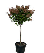 Phantom Hydrangea product shot on white, various pyramidal shaped flower clusters that start off white in color before turning pink, emerging from green conical shaped foliage