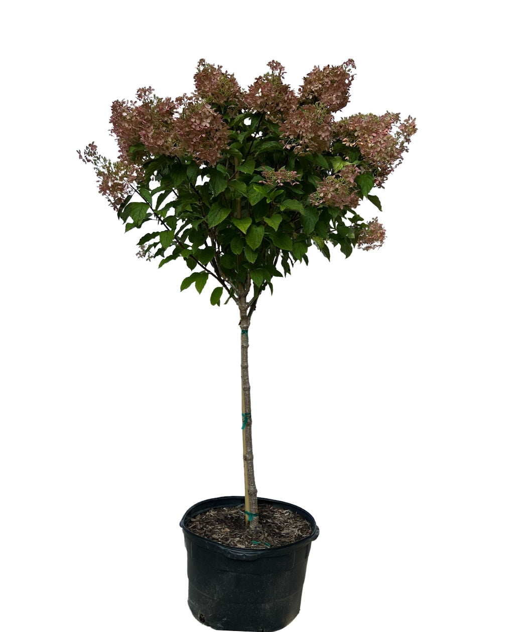 Phantom Hydrangea product shot on white, various pyramidal shaped flower clusters that start off white in color before turning pink, emerging from green conical shaped foliage