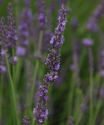 Phenomenal Lavender closeup of purple flowers