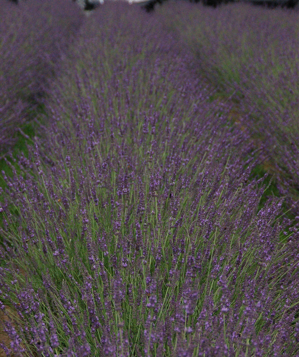 Phenomenal Lavender planted in landscape