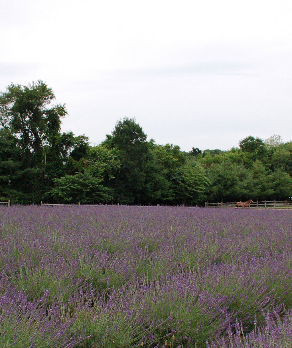 Phenomenal Lavender planted in landscape