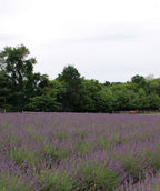 Phenomenal Lavender planted in landscape