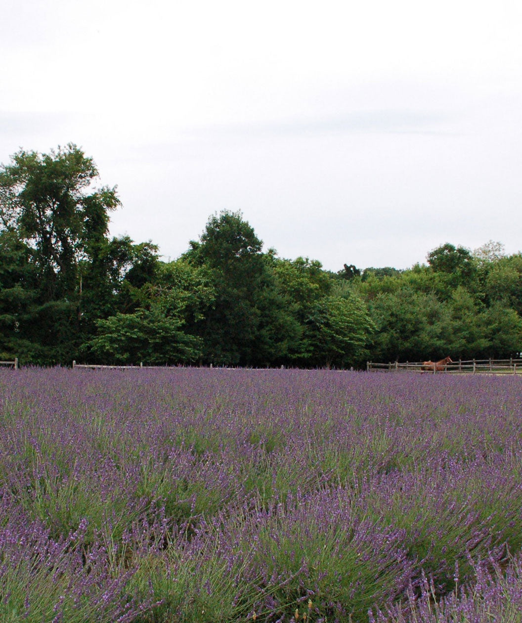 Phenomenal Lavender