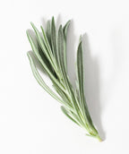 Phenomenal Lavender foliage on white