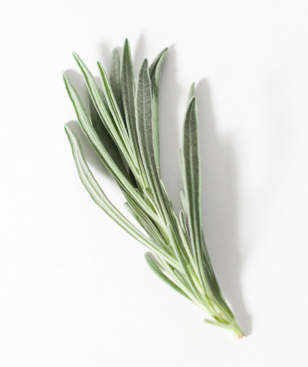 Phenomenal Lavender foliage on white