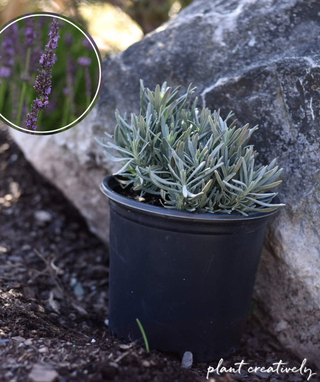 Phenomenal Lavender