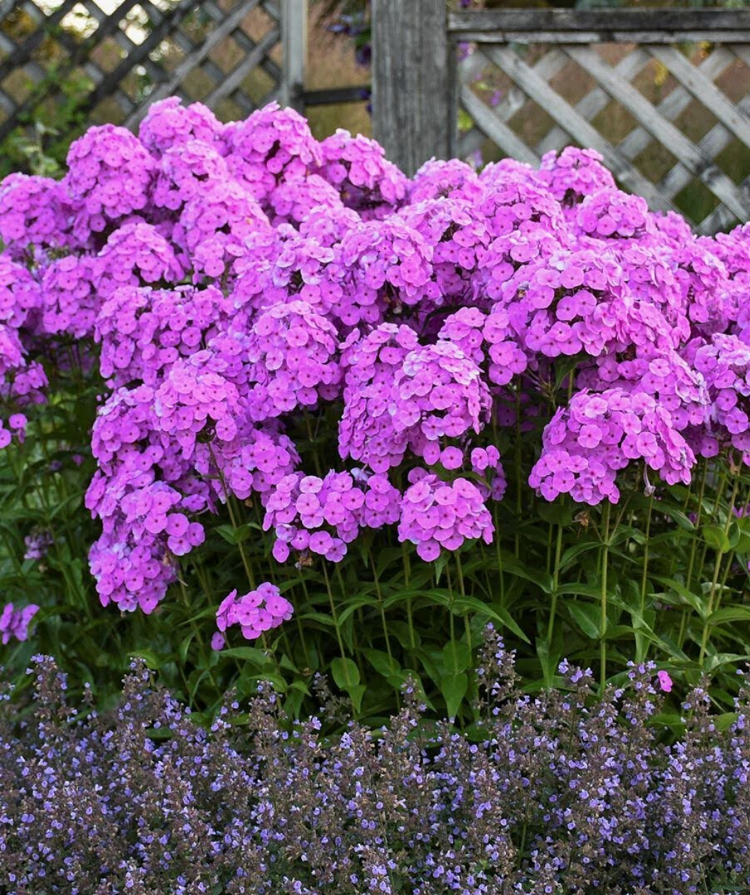 The lilac-pink pom pom like flowers of the Fashionably Early Flamingo on their tall green stems planted in a landscape