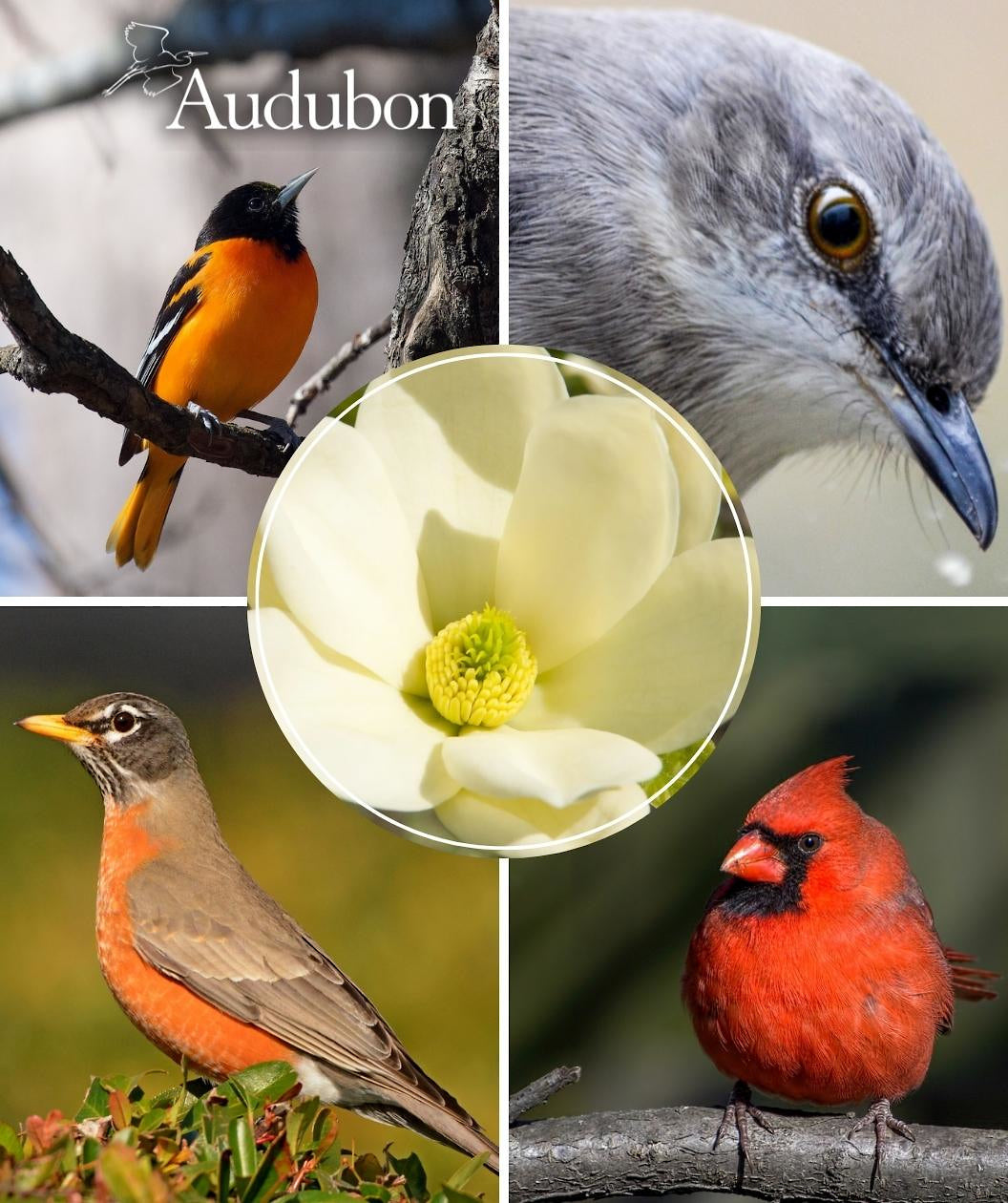 Audubon® Native Sweetbay Magnolia