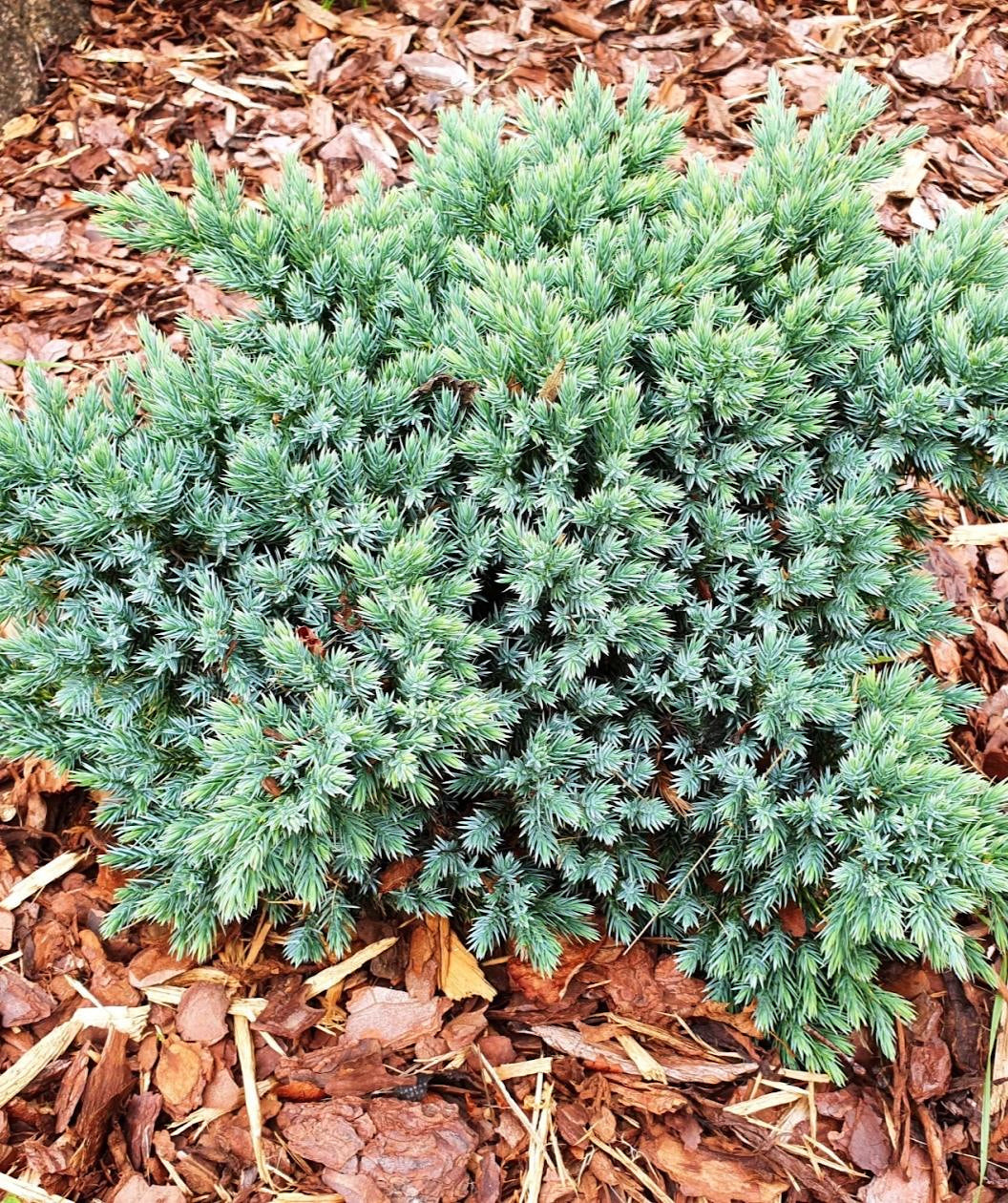 Blue Star Juniper planted in a landscape, roundish growing shrub with short needles that are blue-green in color
