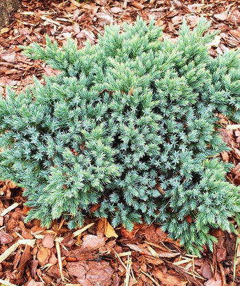 Blue Star Juniper planted in a landscape, roundish growing shrub with short needles that are blue-green in color