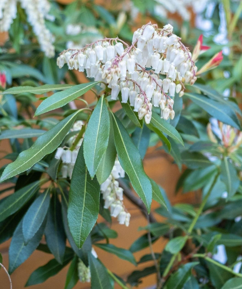 Close up of Katsura Japanese Pieris flowers, long stems of small white bell like flowers