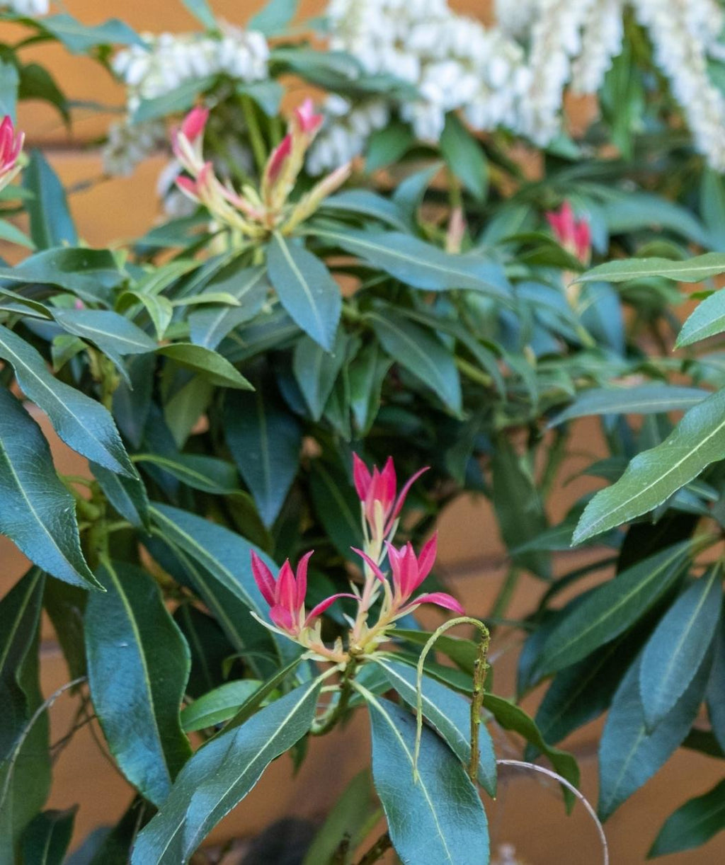 Close up of Katsura Japanese Pieris foliage, long narrow dark green leaves with red new growth beginning to emerge