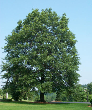 A wide view picture of a mature Pin Oak and its numerous long branches covered in deep green leaf clusters in an oval shape.