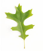 An individual picture of the light green Pin Oak leaf that is bristle tipped and lobed with wide circular or U-shaped sinuses.