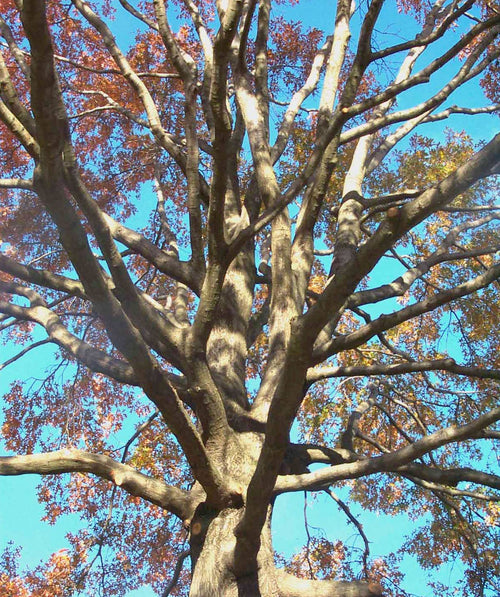  A picture directed toward the top of the Pin Oak showing its tall truck and light brown branches spreading out with red and yellow leaf clusters. 