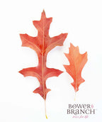 An individual picture of two bright red Pin Oak leaves that are bristle tipped and lobed with wide circular or U-shaped sinuses.