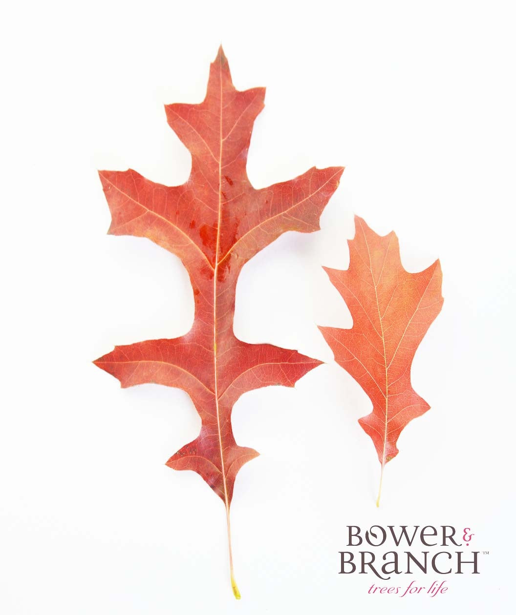 An individual picture of two bright red Pin Oak leaves that are bristle tipped and lobed with wide circular or U-shaped sinuses.