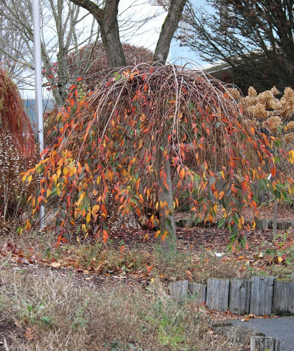 Pink Cascade Weeping Cherry planted in a fall landscape, weeping branches that give an umbrella effect with conical shaped leaves that are green, red, yellow, and even purple with fall color