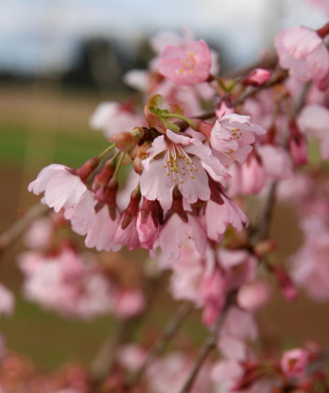 Close up of Pink Cascade Weeping Cherry flowers, small clusters of small pink flowers that resemble pompoms on weeping branches