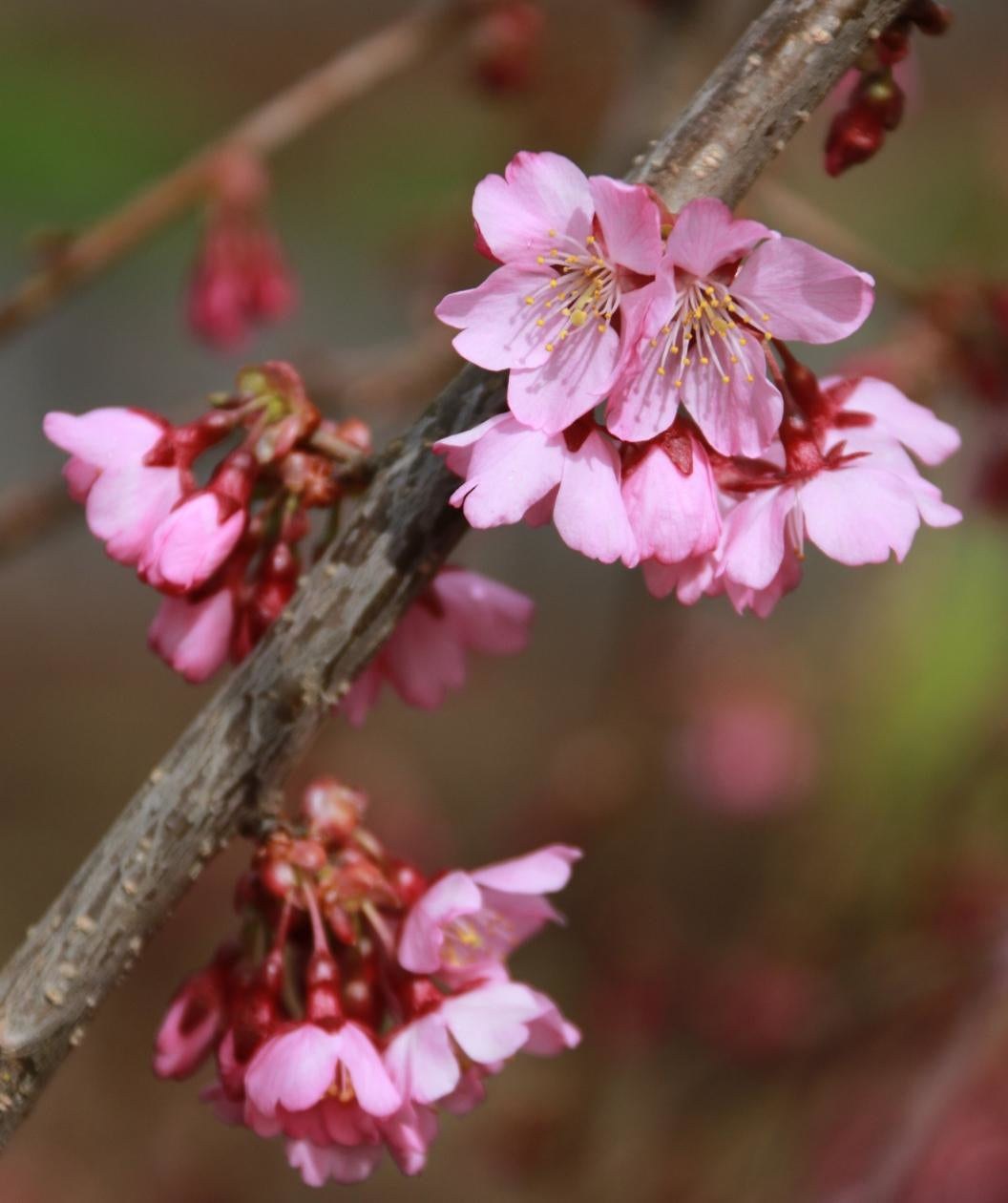 Close up of Pink Cascade Weeping Cherry flowers, small clusters of small pink flowers