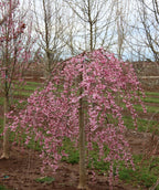 Pink Cascade Weeping Cherry planted in a spring landscape, weeping branches covered in small clusters of small pink flowers
