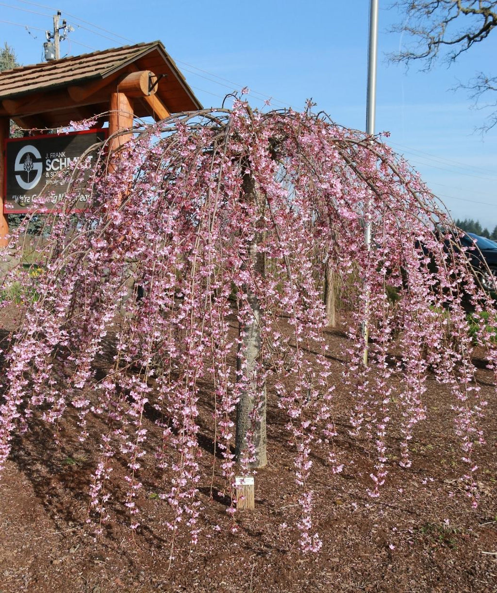Pink Cascade Weeping Cherry planted in a spring landscape, weeping branches giving this tree an umbrella effect that are covered in small clusters of small pink flowers