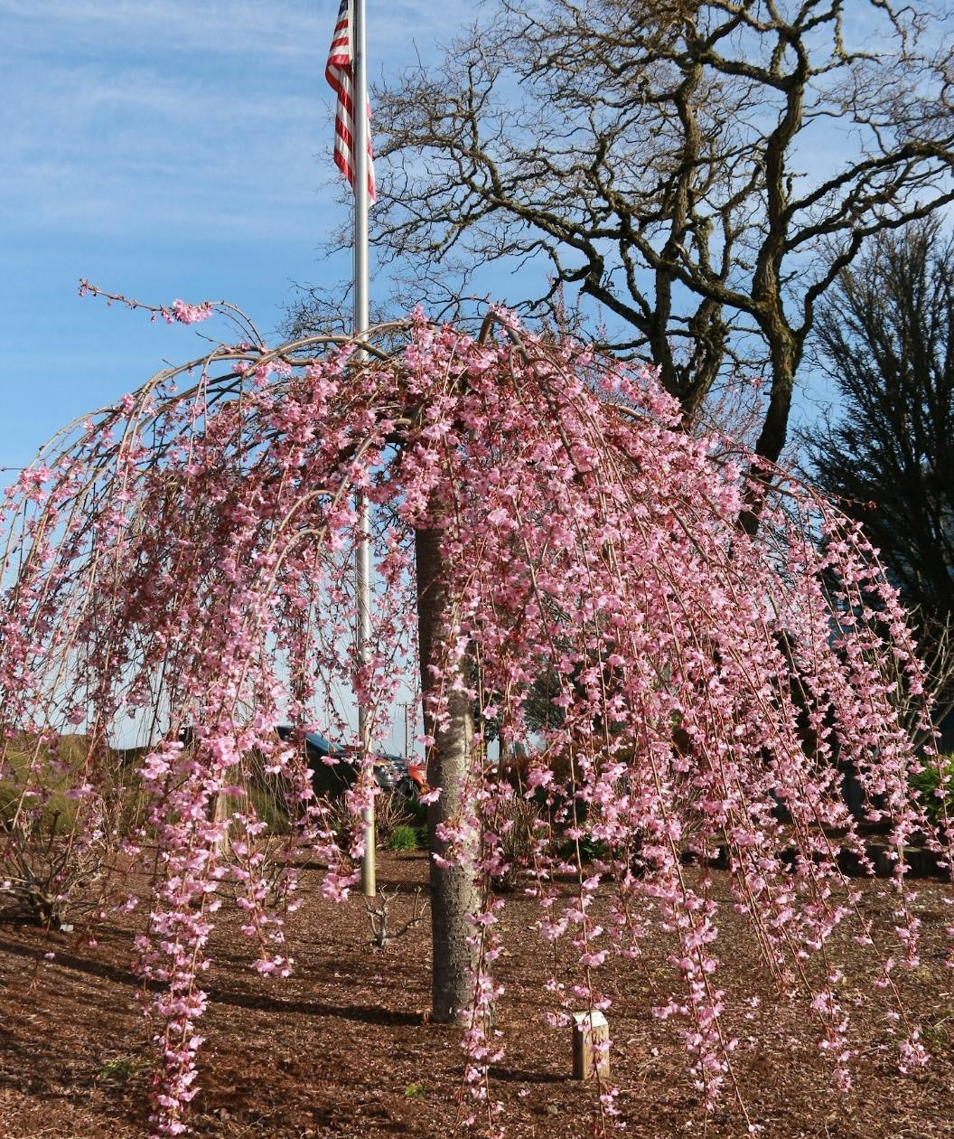 Pink Cascade Weeping Cherry planted in a spring landscape, weeping branches giving this tree an umbrella effect that are covered in small clusters of small pink flowers