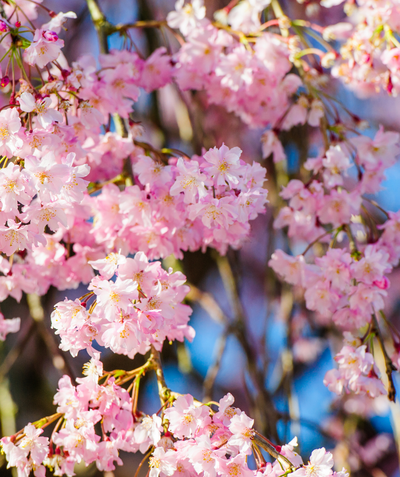 Close up of Pink Cascade Weeping Cherry flowers, various clusters of small pink flowers that resemble pompoms
