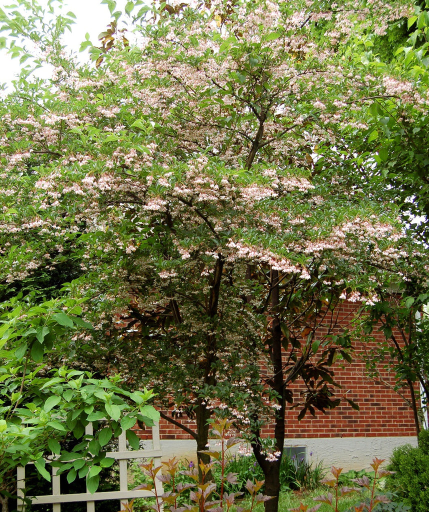 スプリングピーチ Pink Chimes Japanese Snowbell | Bower & Branch