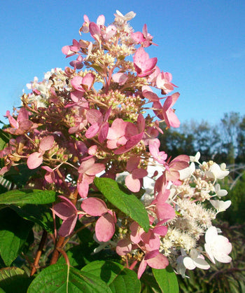 Close up of Pink Diamond Hydrangea flowers, conical shaped cluster of small white flowers that turn pink