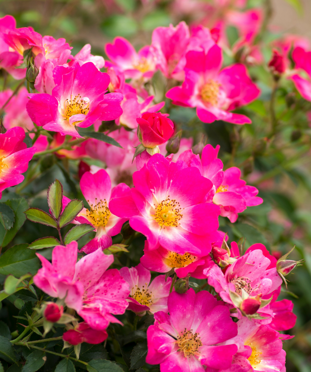 Pink Drift closeup of bright pink roses against the dark green foliage