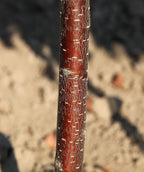 Close up of Pink Flair Flowering Cherry bark, reddish colored bark with small white specks