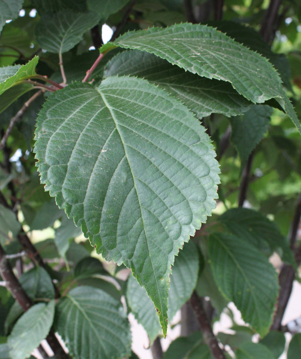 Close up of Pink Flair Flowering Cherry leaf, dark green conical shaped leaf with serrated edges