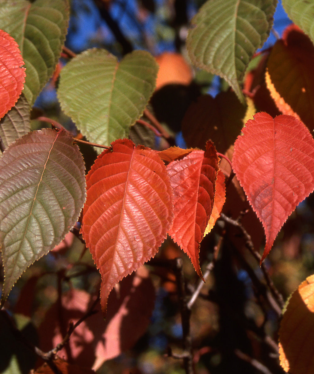Close up of Pink Flair Flowering Cherry fall leaves, in fall the conical shaped serrated leaves turn to hues of orange and red