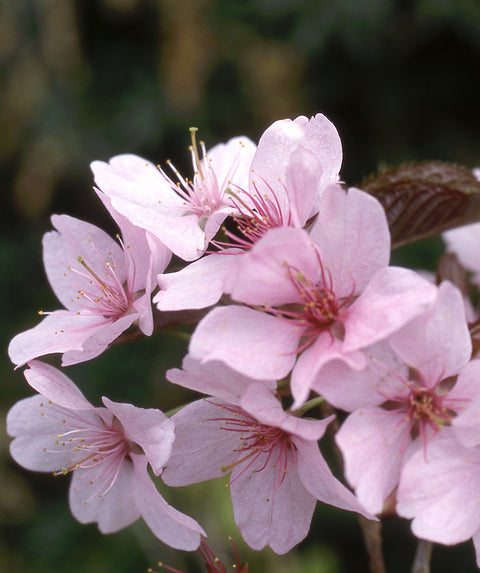 Cherry Cherry Fallin' Cherryセット　ピンク Autumn Flowering Cherry | Bower & Branch