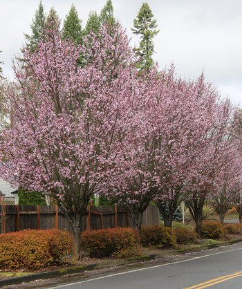 Several Pink Flair Flowering Cherry trees planted in a spring landscape, lots of light pink flowers begin to emerge in spring before the leaves