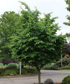 Pink Flair Flowering Cherry planted in a landscape, dark green conical shaped leaves with serrated edges