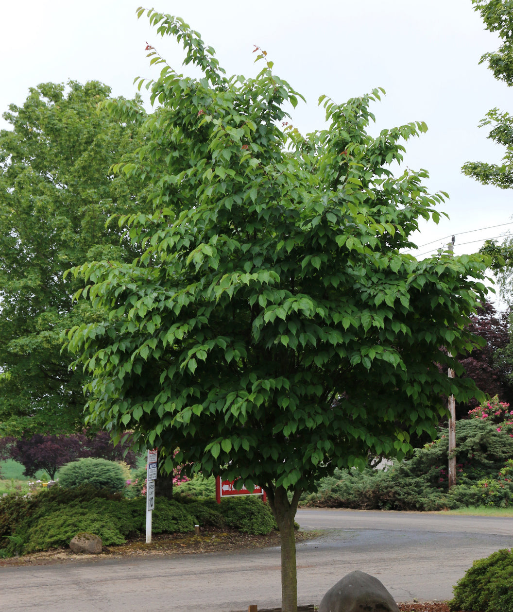 Pink Flair Flowering Cherry planted in a landscape, dark green conical shaped leaves with serrated edges
