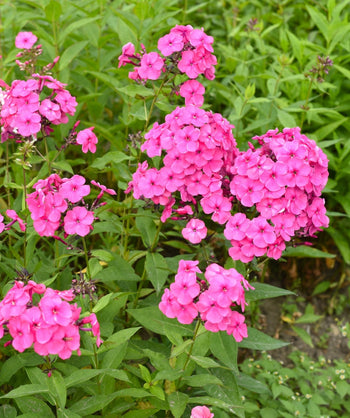 Close up of Pink Flame Garden Phlox, small round clusters of small bright pink flowers emerging from long narrow conical shaped foliage