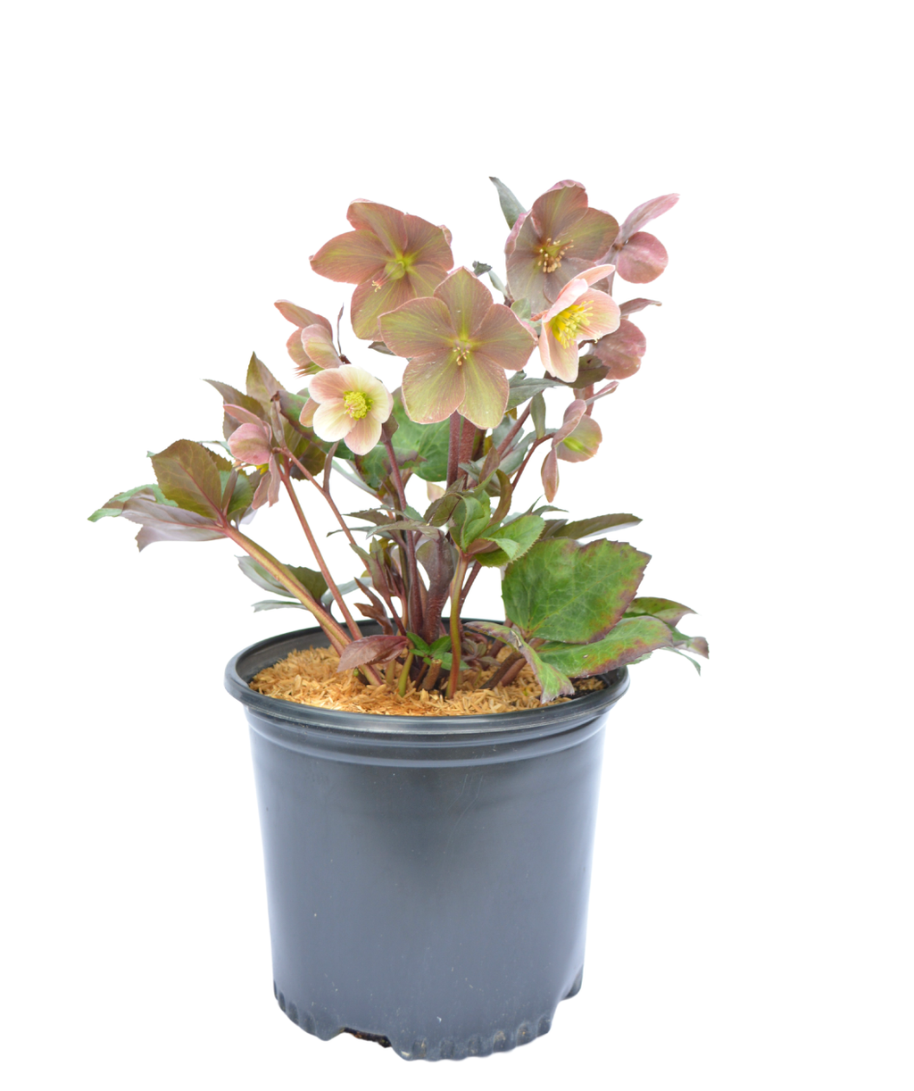Pink Frost Lenten Rose potted plant on white