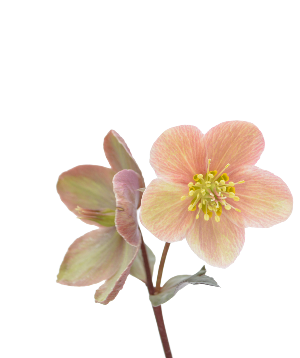 Pink Frost Lenten Rose closeup of pale pink flowers