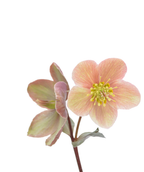 Pink Frost Lenten Rose closeup of pale pink flowers