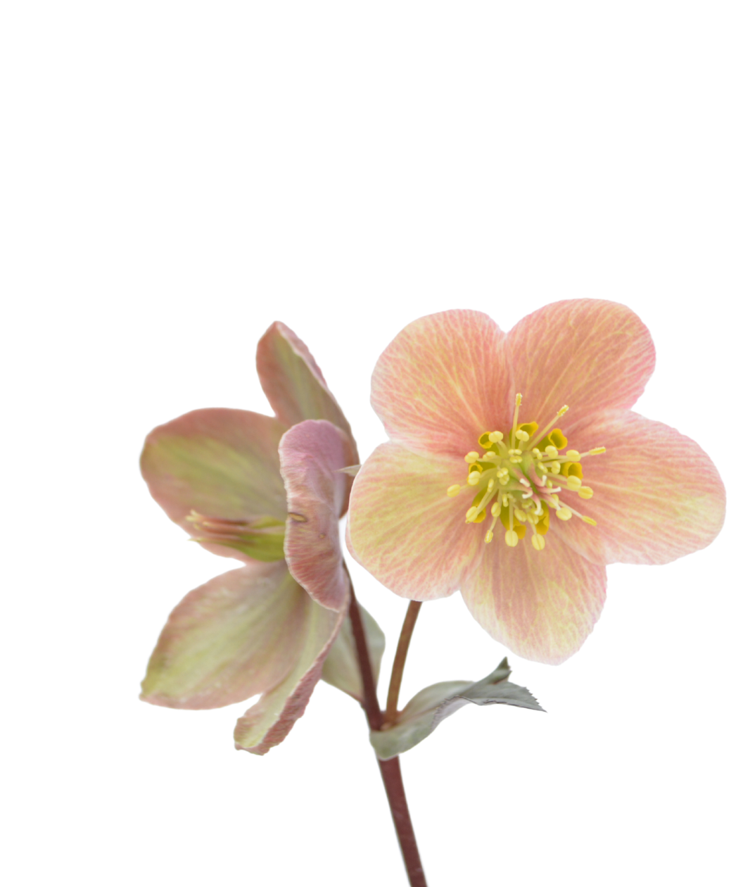 Pink Frost Lenten Rose closeup of pale pink flowers