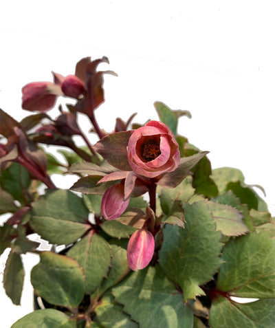 Pink Frost Lenten Rose closeup of buds