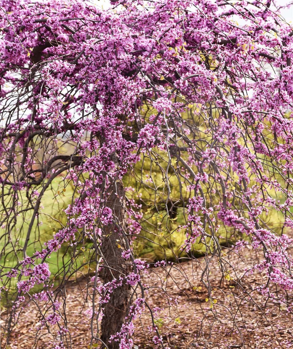 Pink Heartbreaker Weeping Redbud covered in lavender-pink flowers in early sprnig