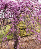 Pink Heartbreaker Weeping Redbud covered in lavender-pink flowers in early sprnig